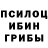 Псилоцибиновые грибы Psilocybine cubensis Demolidor rex